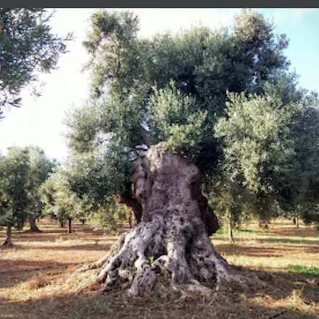 Guest house In Bb - Spacious Triple In Ancient Masseria Near The Sea In A Quiet Olive Trees