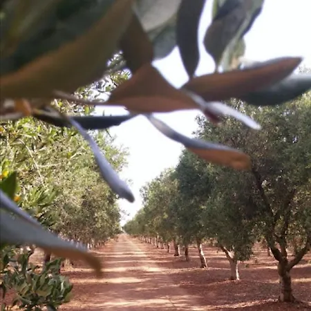 In Bb - Spacious Triple In Ancient Masseria Near The Sea In A Quiet Olive Trees Guest house *